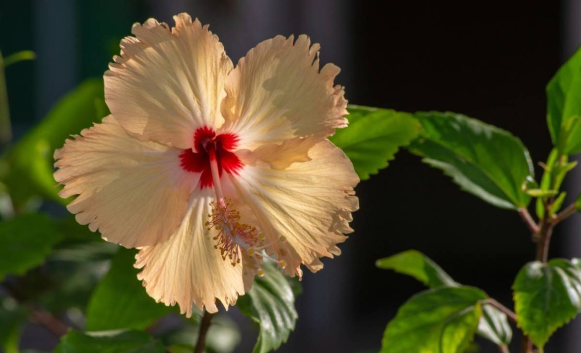 Hibiskus bagienny