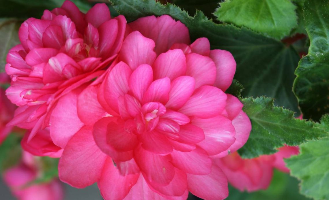 begonia bulwiasta