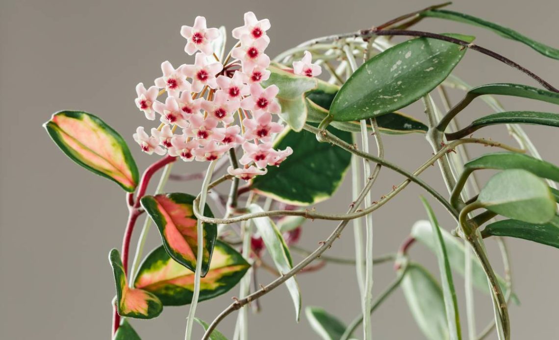hoya carnosa liscie zolkna opadaja