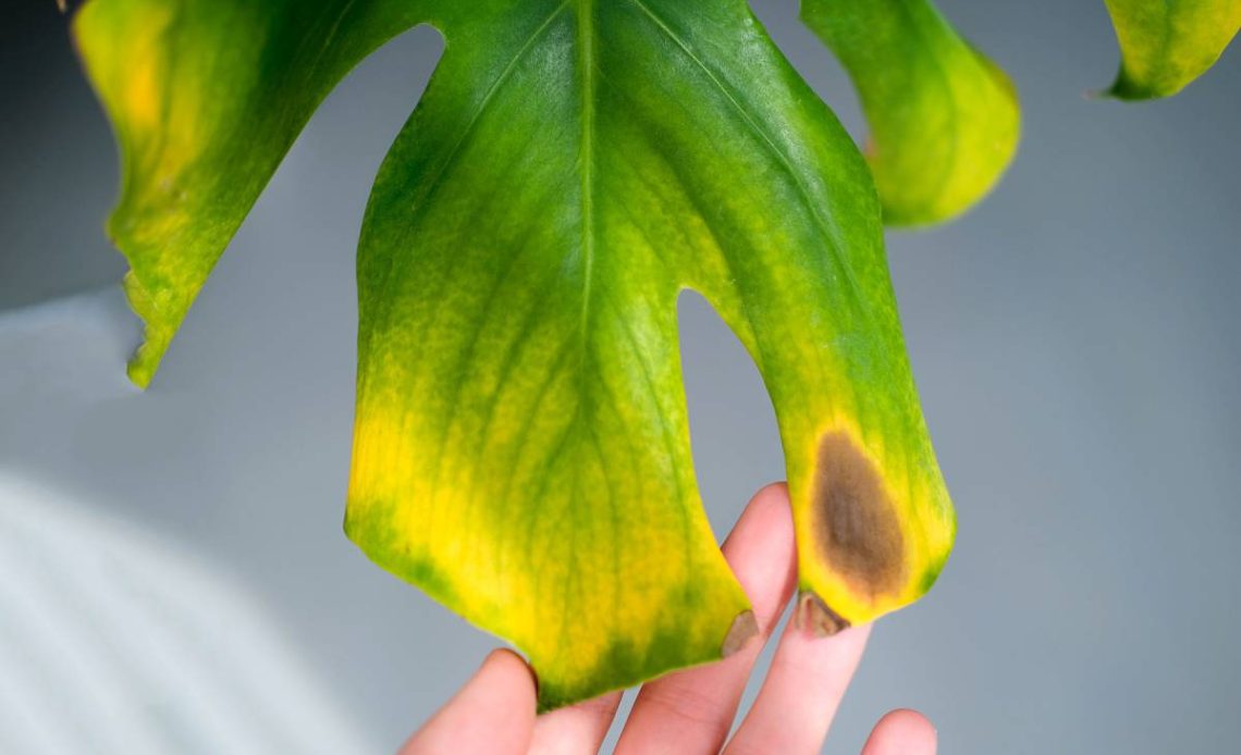 monstera zolknie