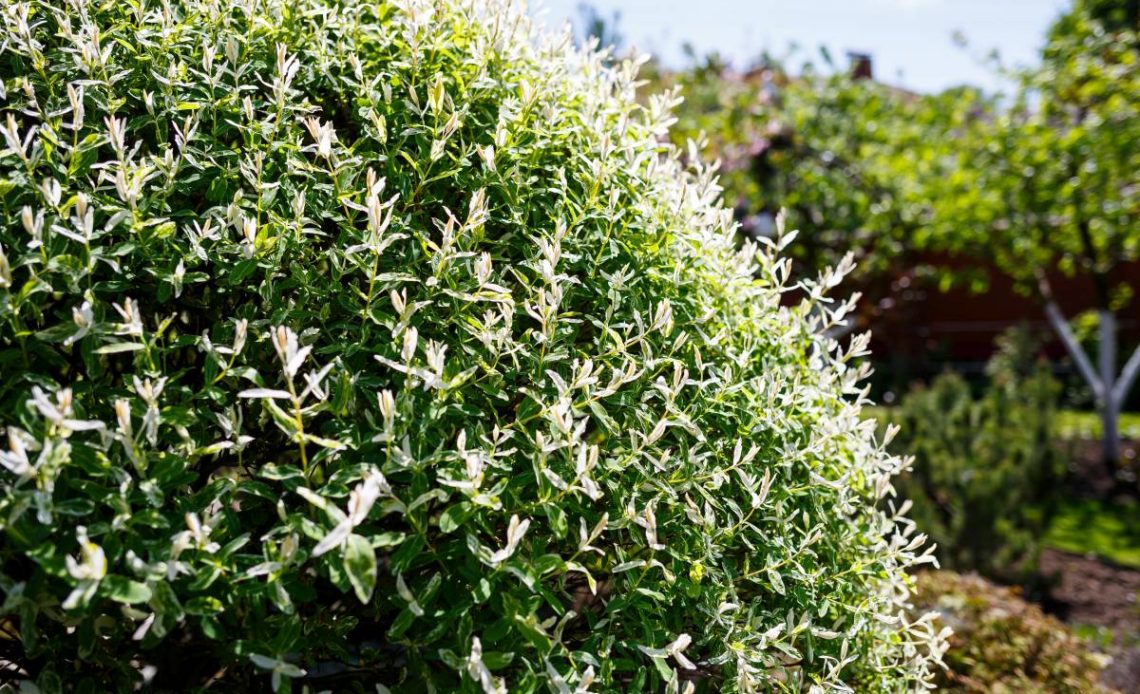 cięcie wierzby japońskiej po zimie