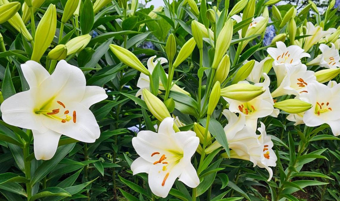 lilie wykopywanie na zime