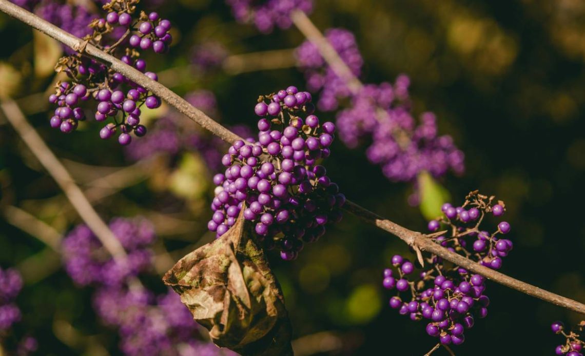 pięknotka bodiniera