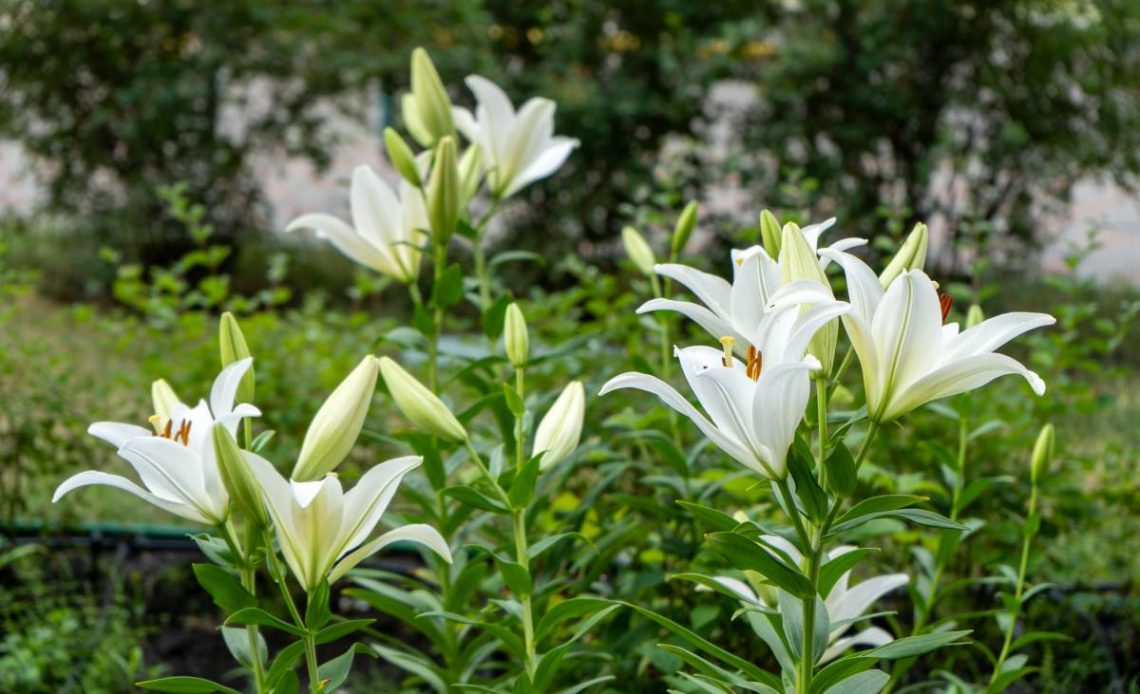 przycinanie łodygi lilii