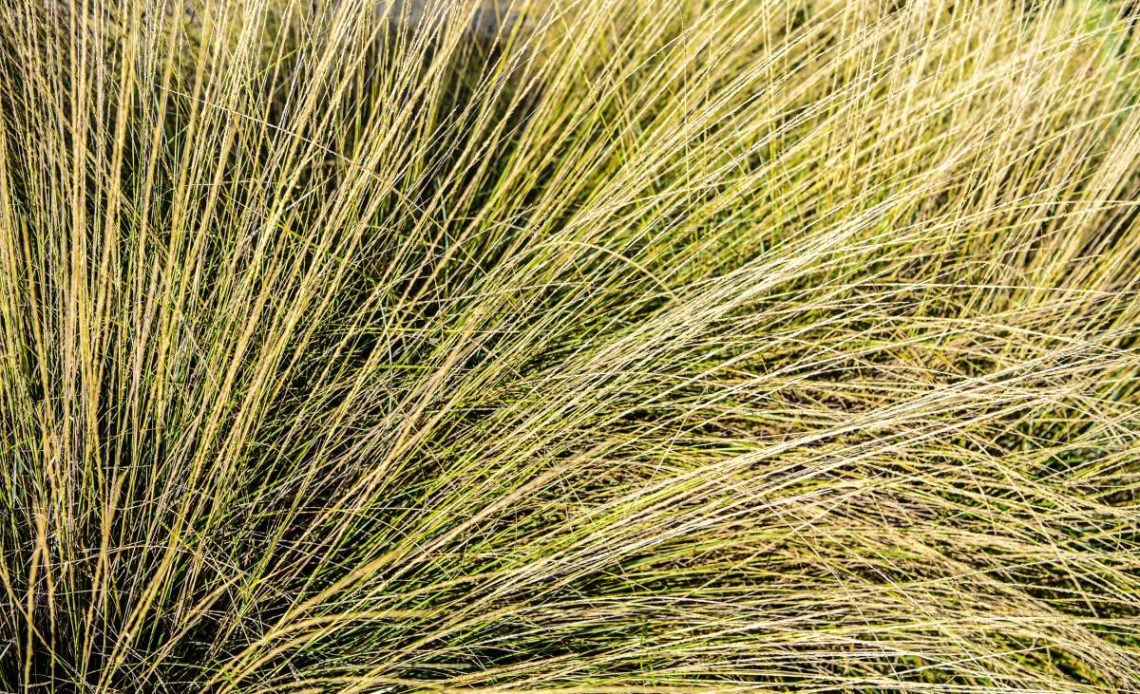 sesleria jesienna