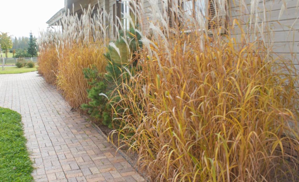 wiązanie traw ozdobnych na zime