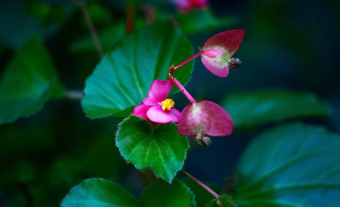 zimowanie begonia dragon wing