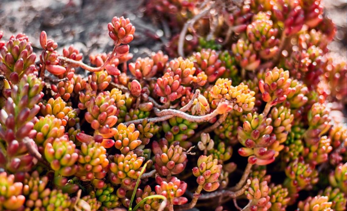 zimowanie rozchodników w gruncie
