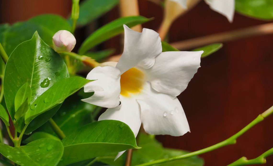 zimowanie sundaville w domu