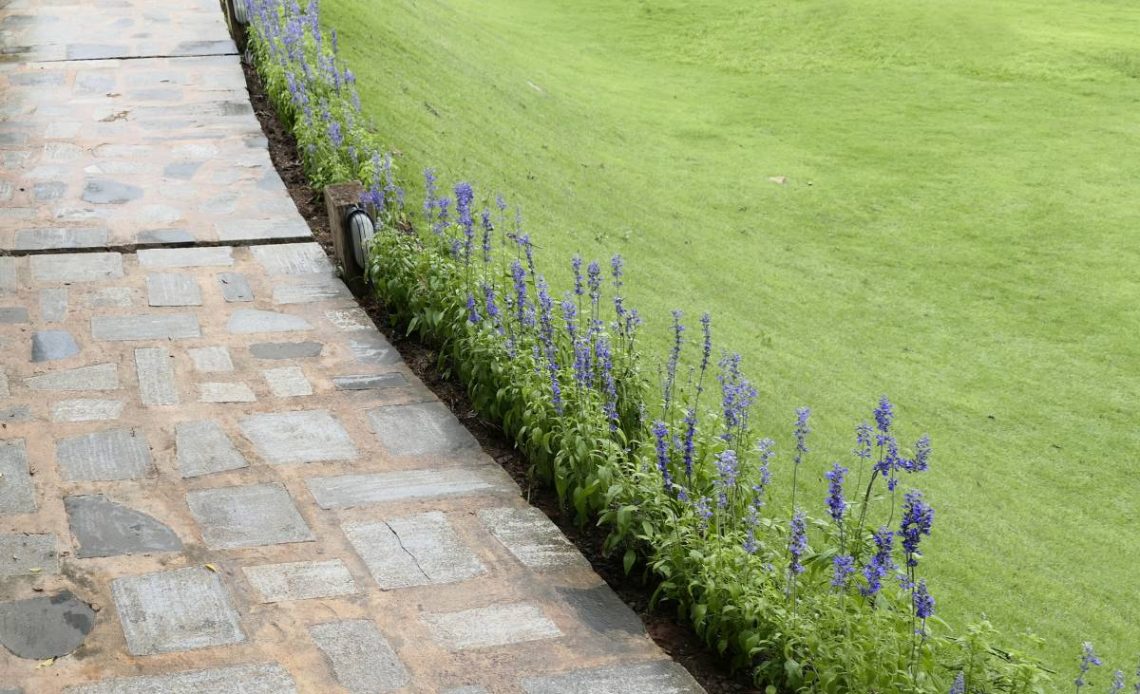 ziemozielone rośliny na obwódki rabat