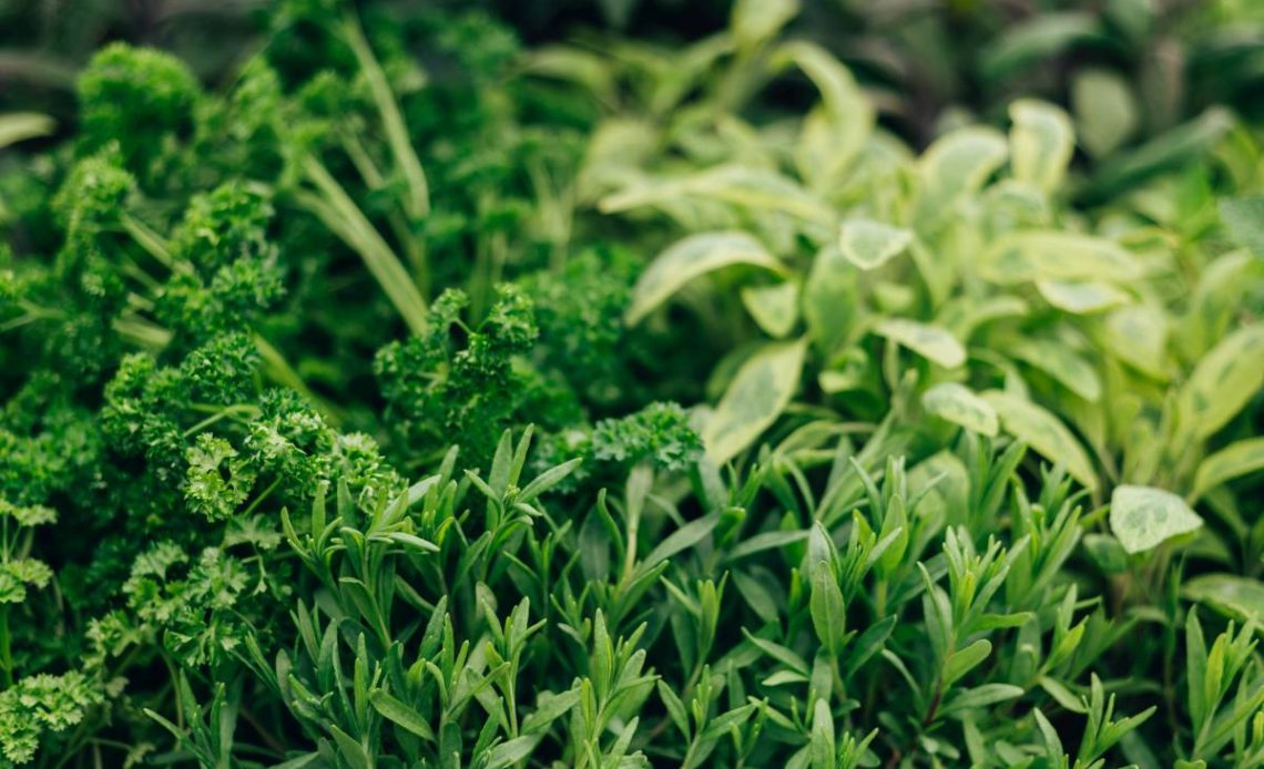 zioła zimowanie w ogrodzie