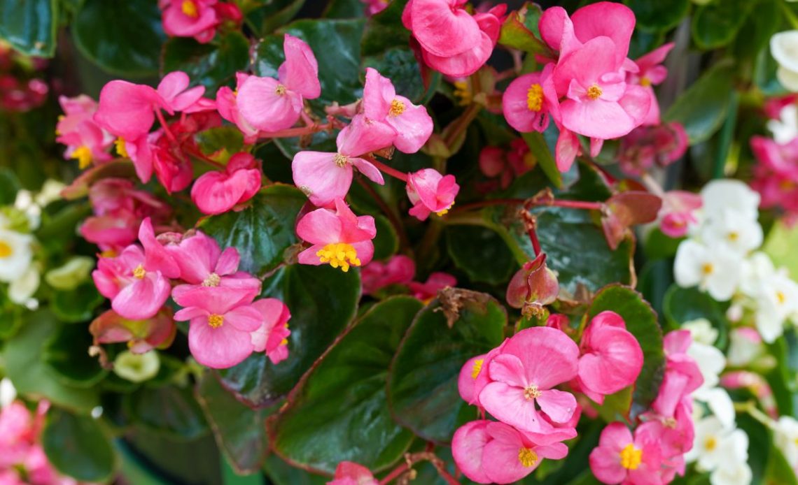 Begonia stale kwitnąca