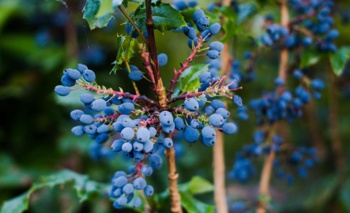Cięcie mahonii pospolitej