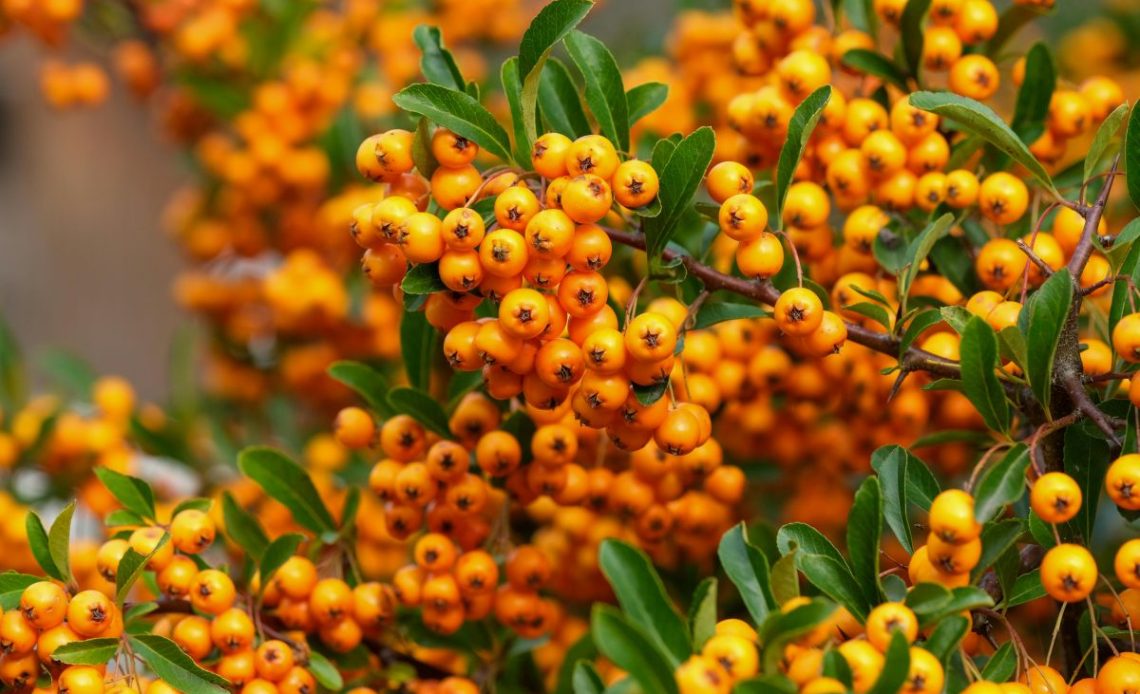 Cięcie ognika szkarłatnego