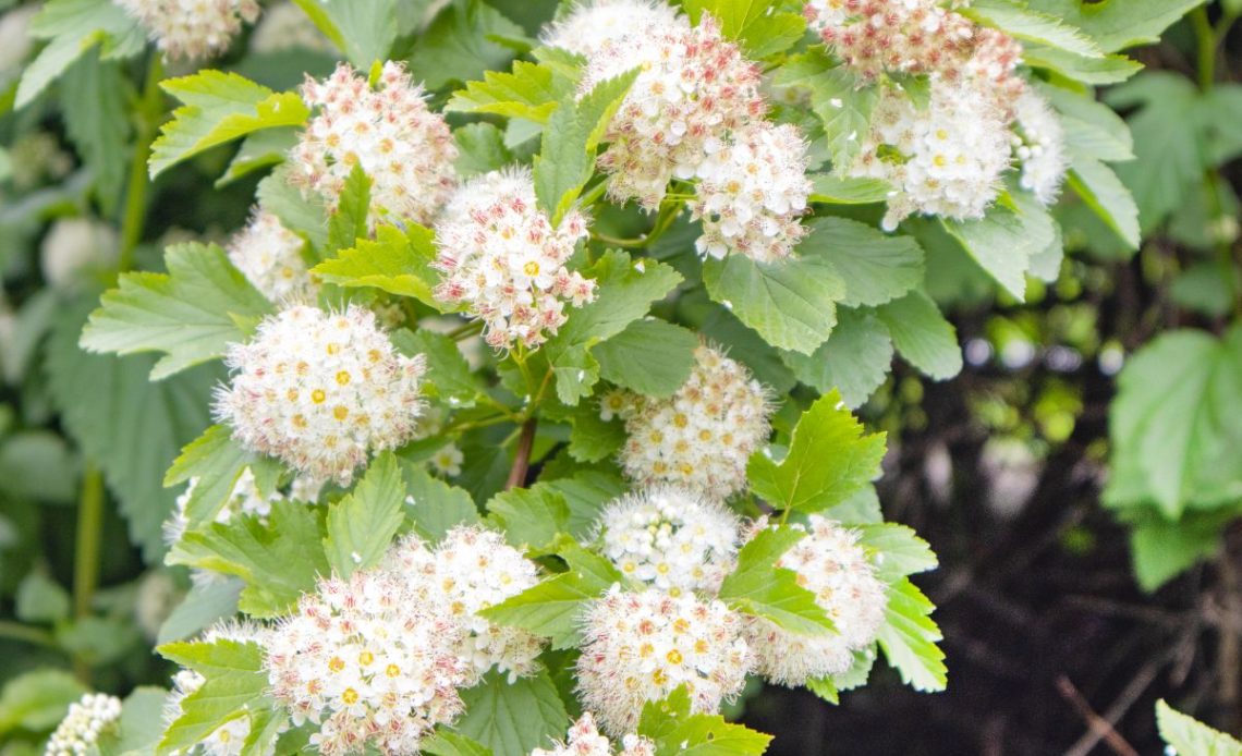 Cięcie pęcherznicy