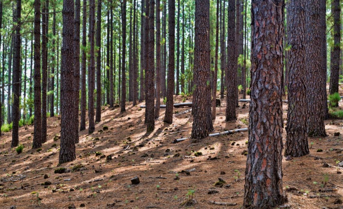Igliwie do ściółkowania