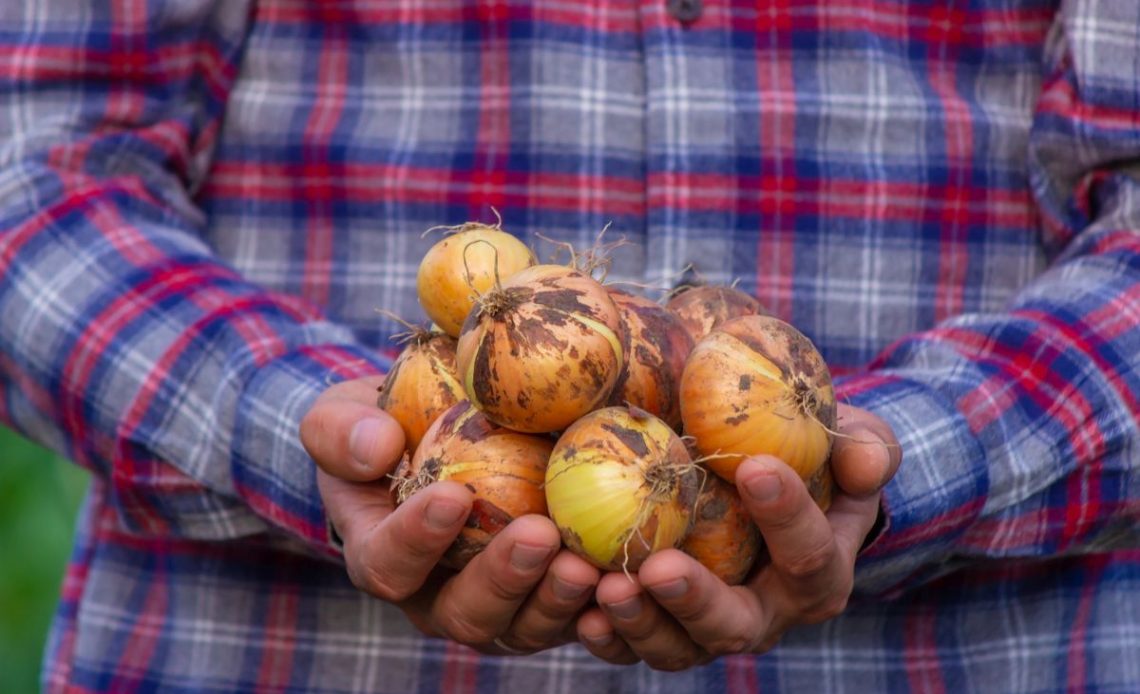 Łupiny cebuli w ogrodzie