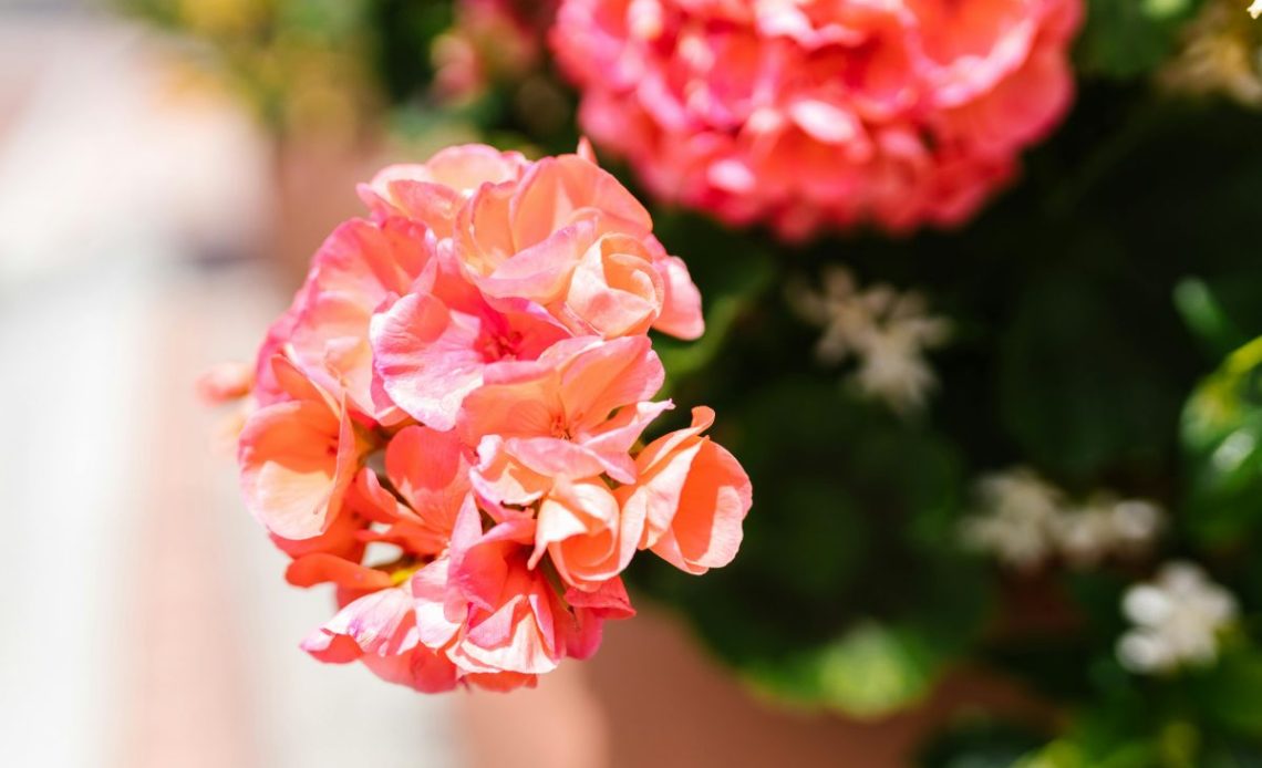 Nawożenie pelargonii na balkonie