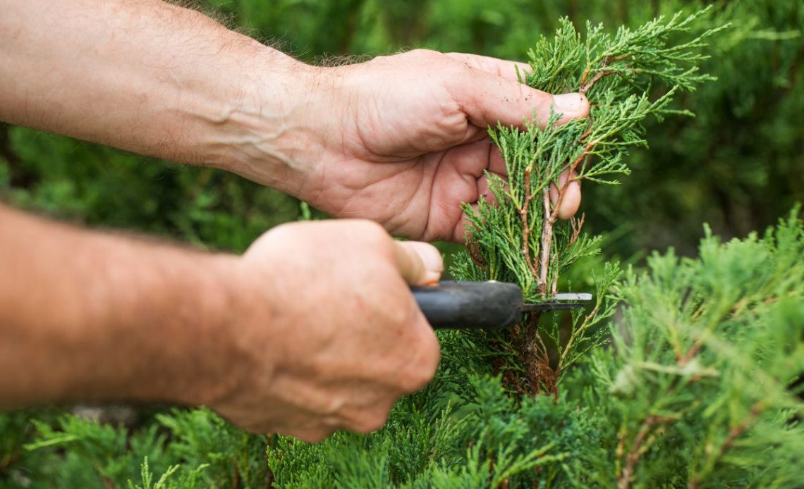 Odmładzanie starych tui