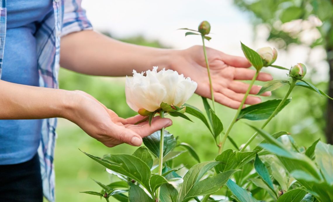 Piwonie po przekwitnięciu