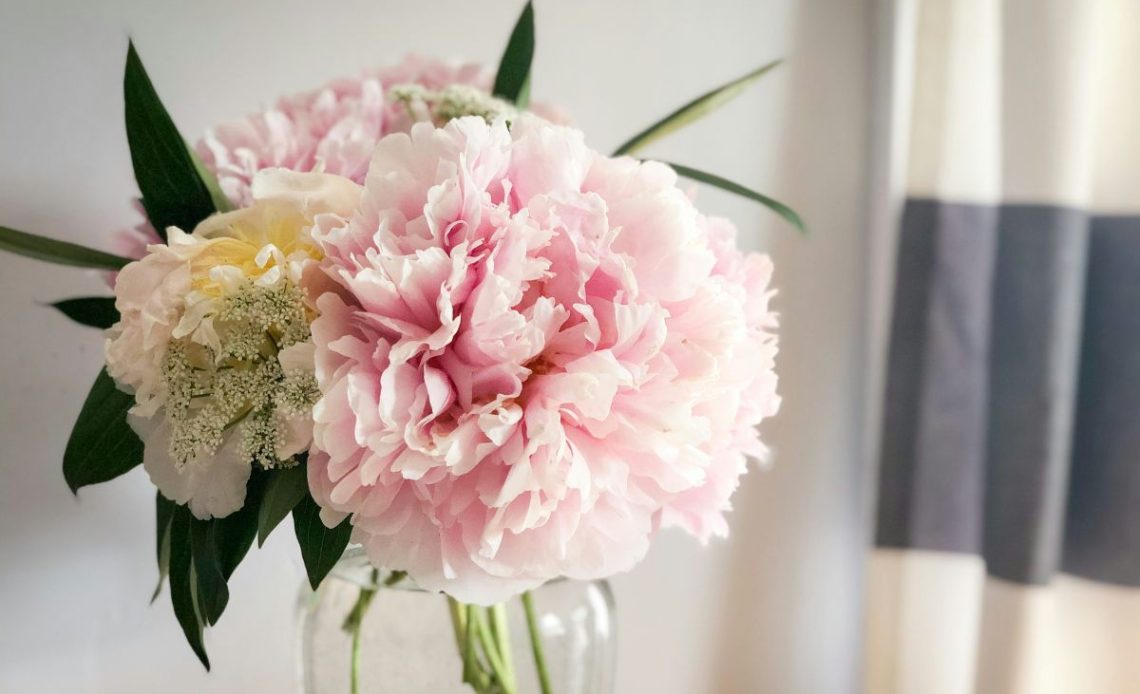 Piwonie w wazonie