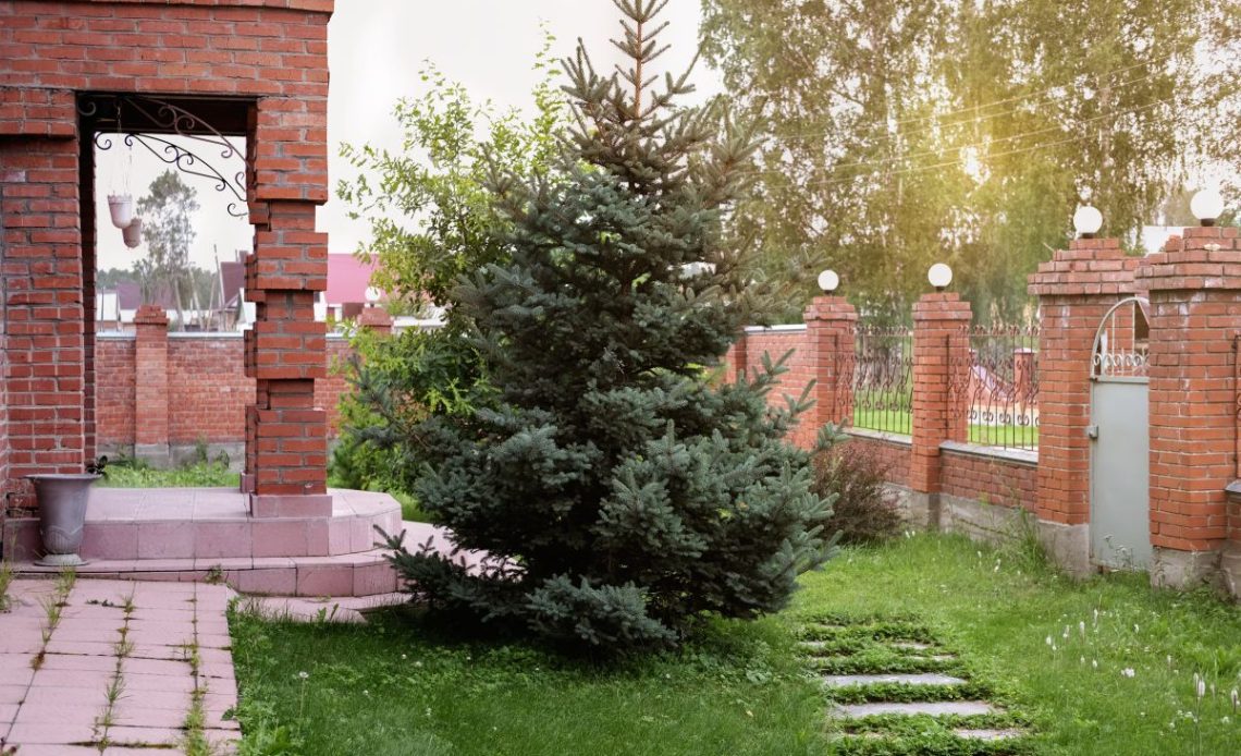 Przesadzanie dużych drzew iglastych