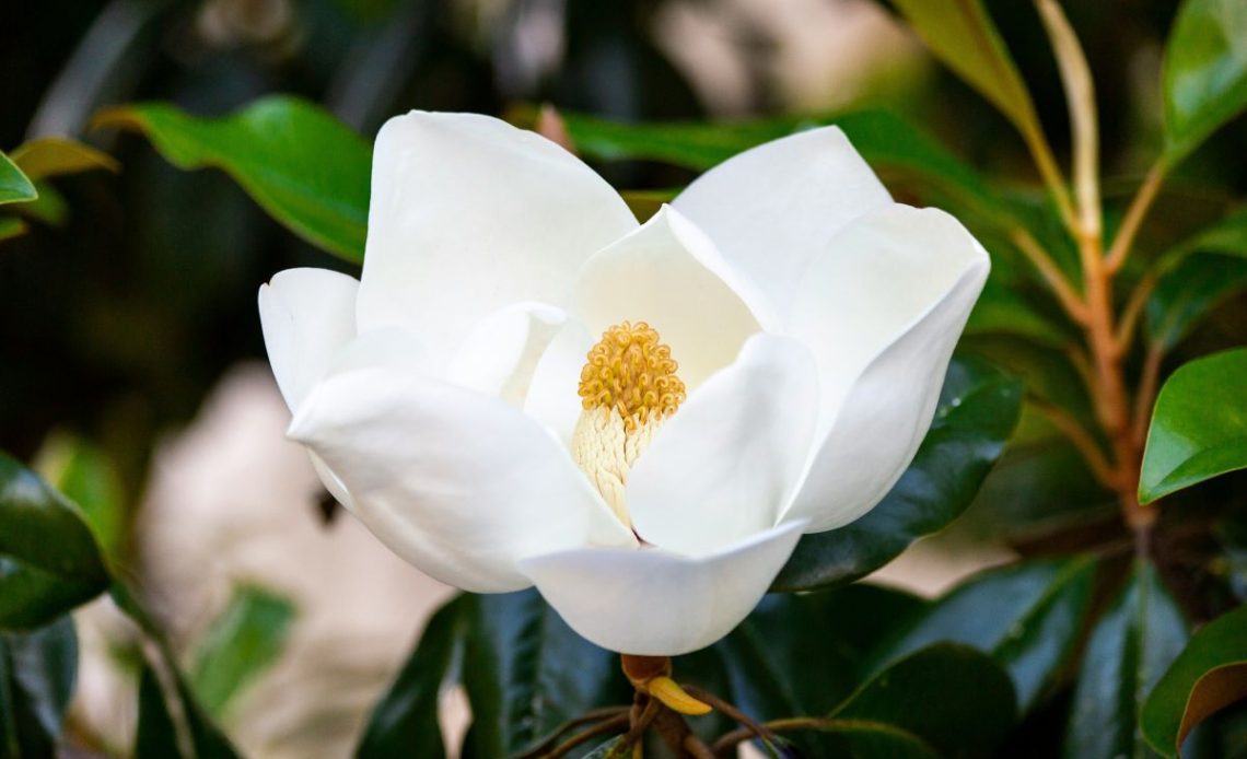 Przesadzanie magnolii