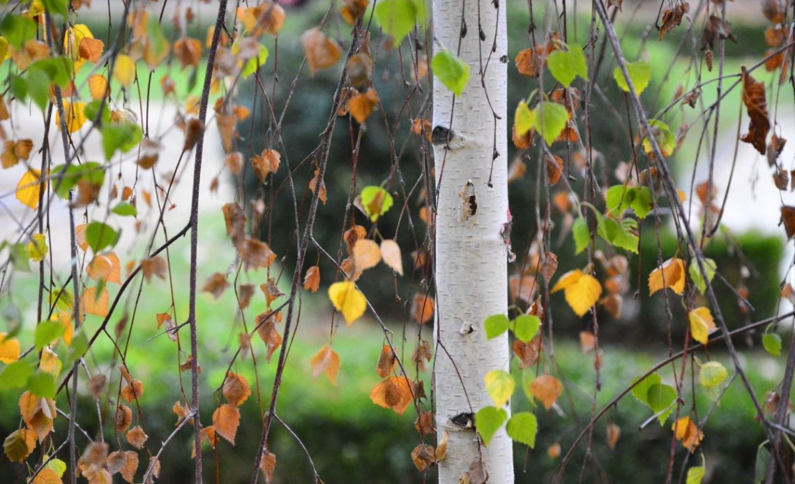 Przesadzanie małych brzóz