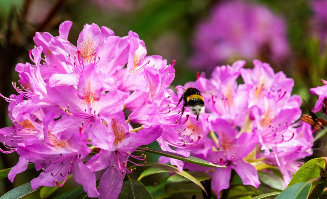 Przesadzanie rododendronów