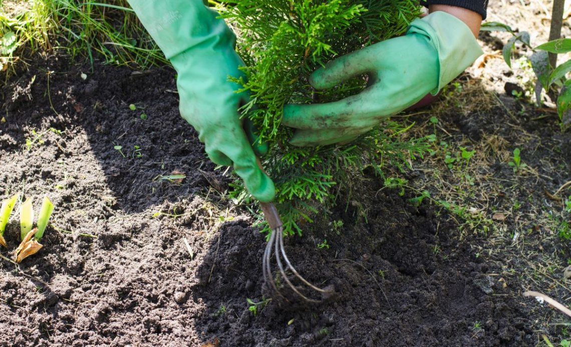 Przesadzanie świerków i żywotników