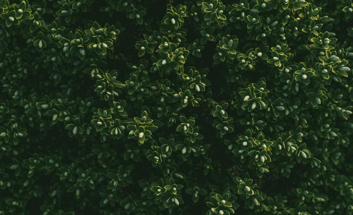 Przycinanie bukszpanu