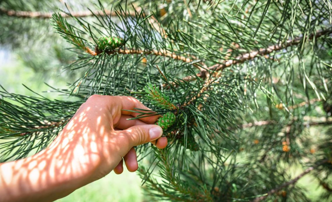 Przycinanie młodych pędów sosny