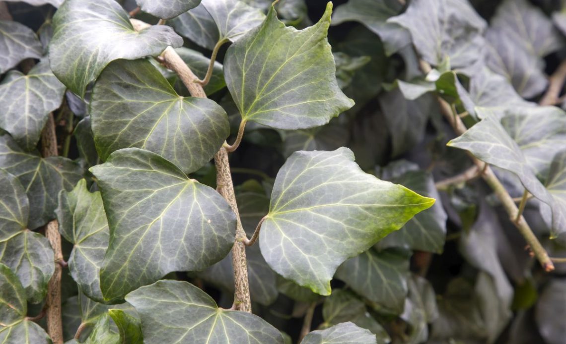 Rozmnażanie bluszczu pospolitego