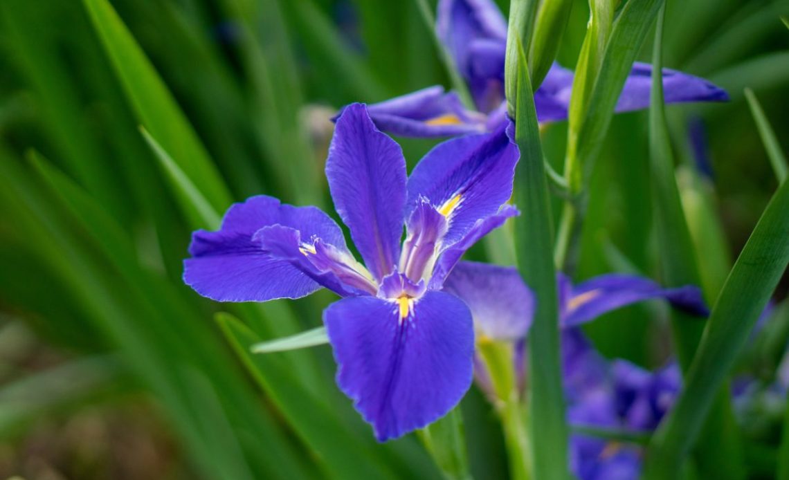 Rozmnażanie irysów