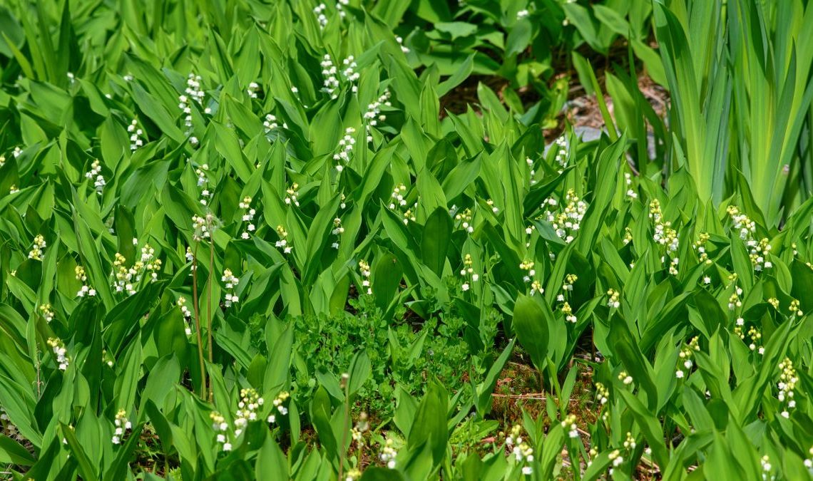 Rozmnażanie konwalii