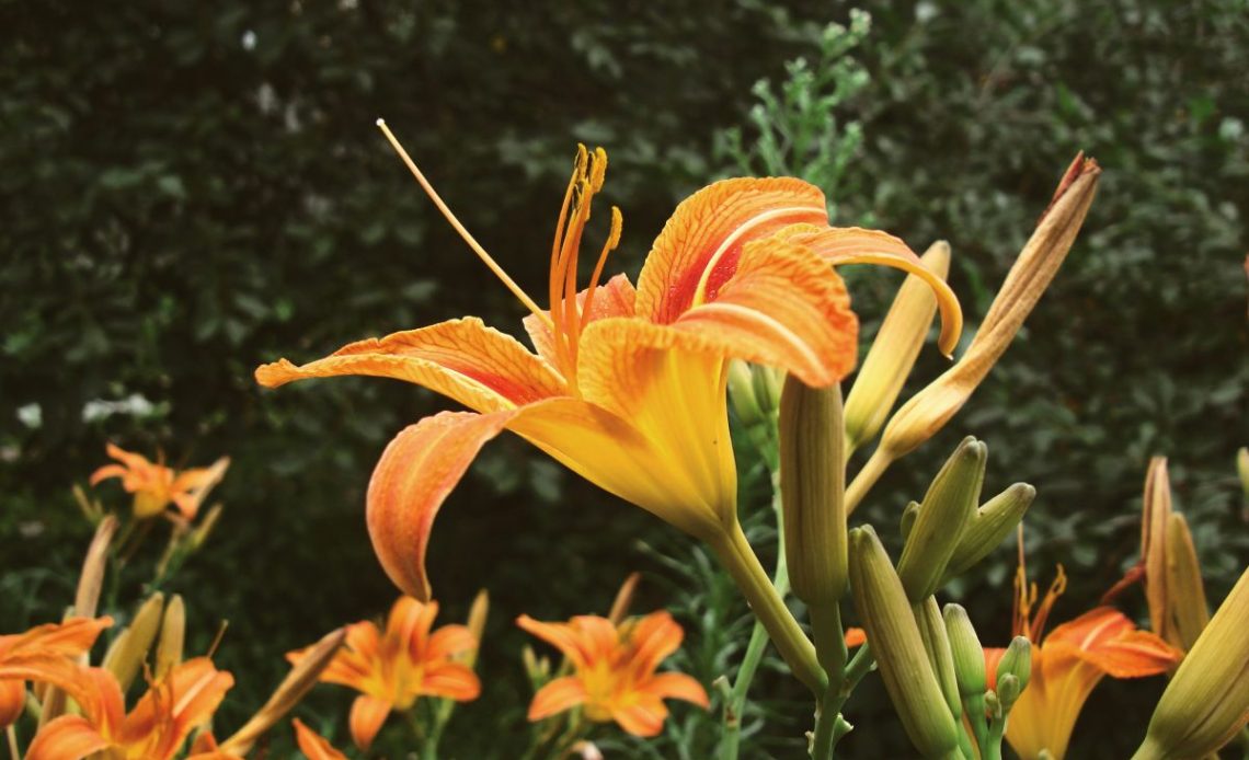 Rozmnażanie liliowców