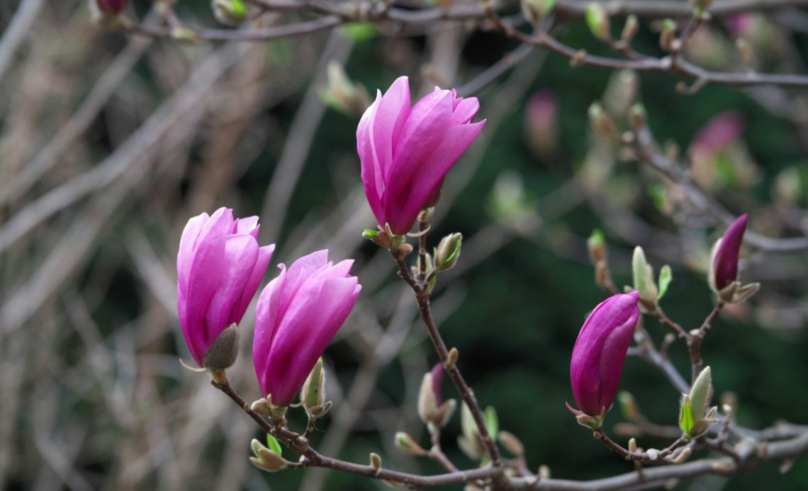 Rozmnażanie magnolii