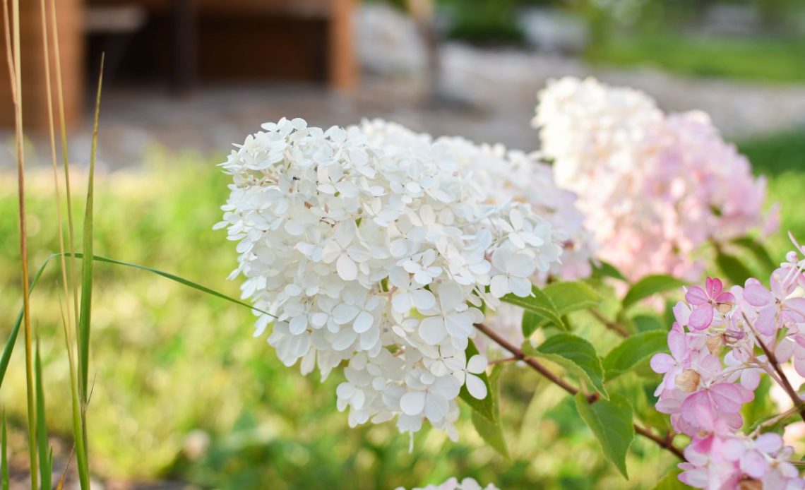 Sadzonki hortensji bukietowej