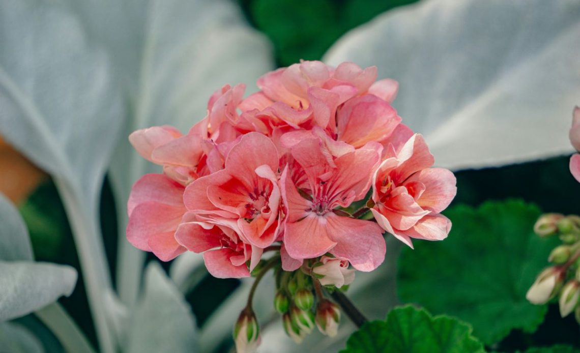 Sadzonki pelargonii