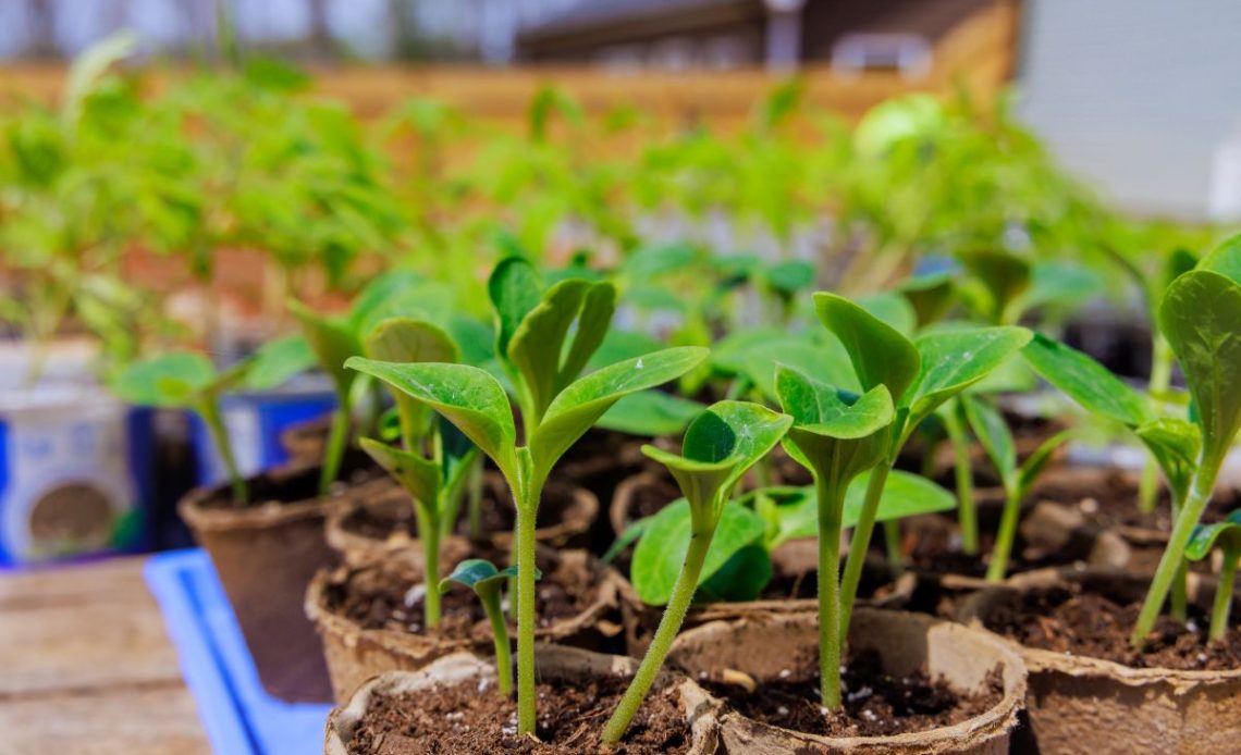 Sadzonki zielne i półzdrewniałe