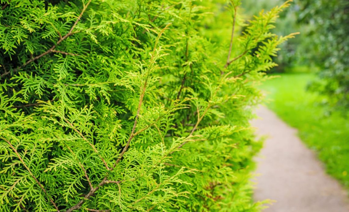 Tuje Szmaragd na żywopłot