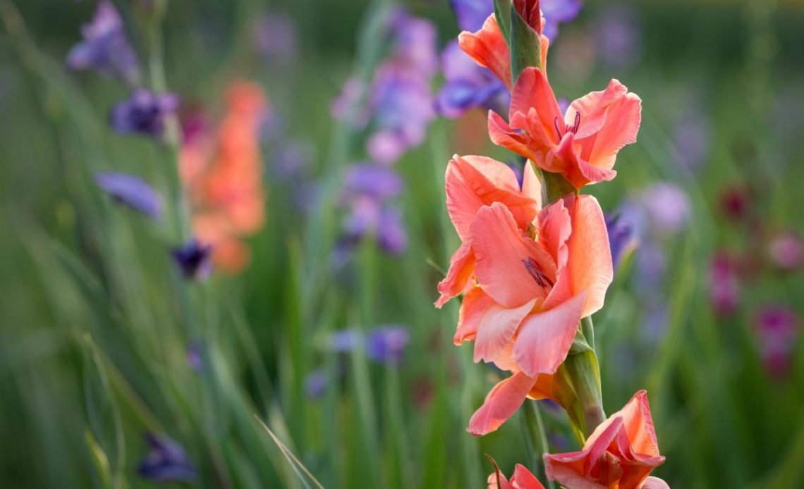 Wykopywanie mieczyków