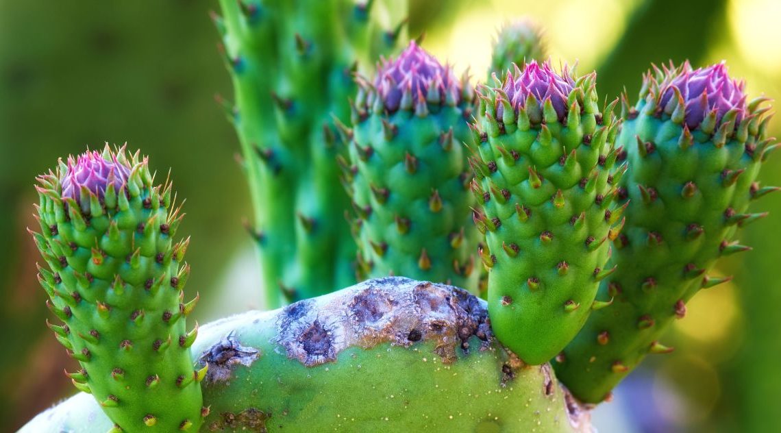 Choroby kaktusów