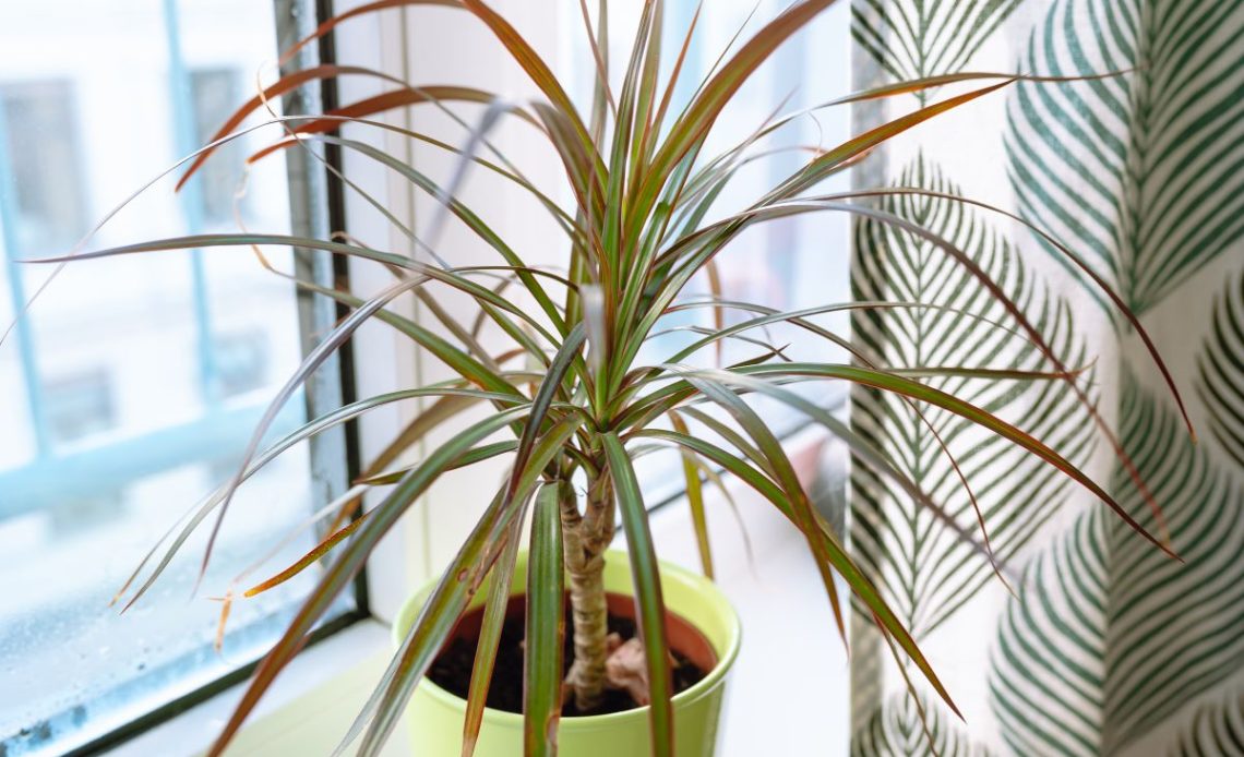 Dracena gubi liście