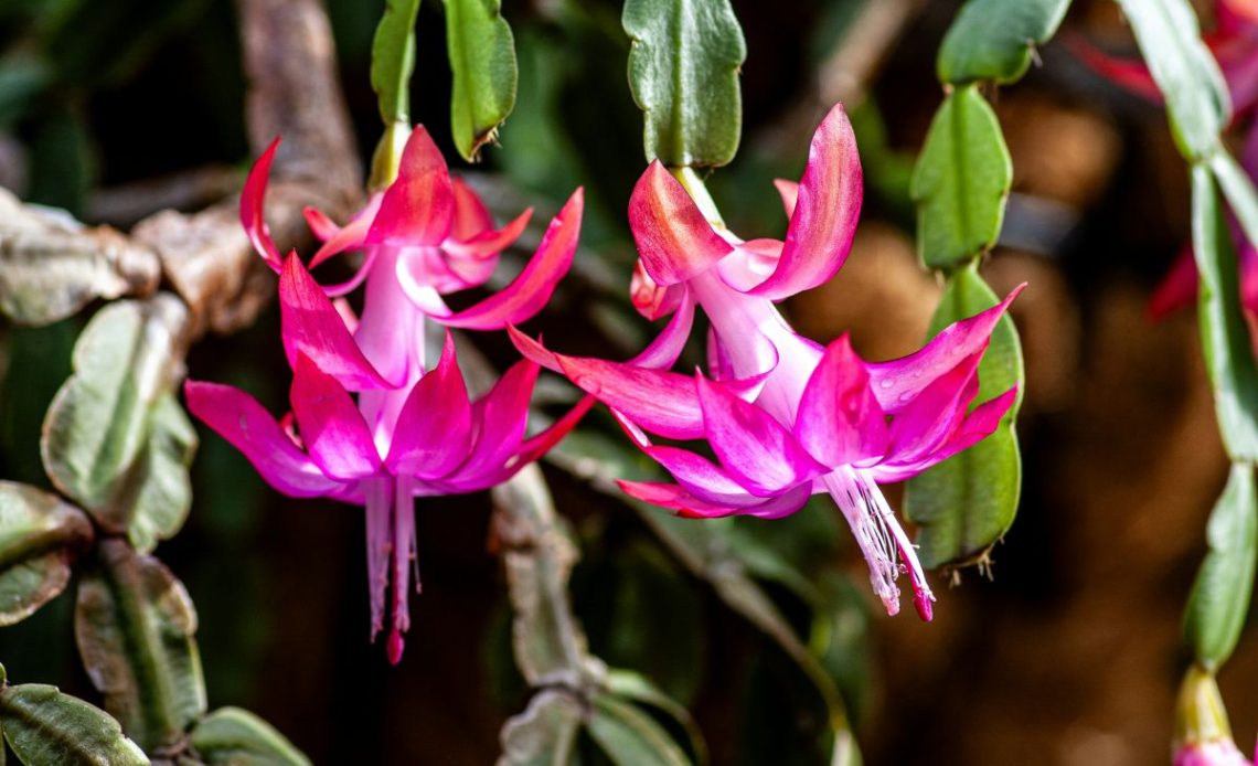 Grudnik nie kwitnie i więdnie