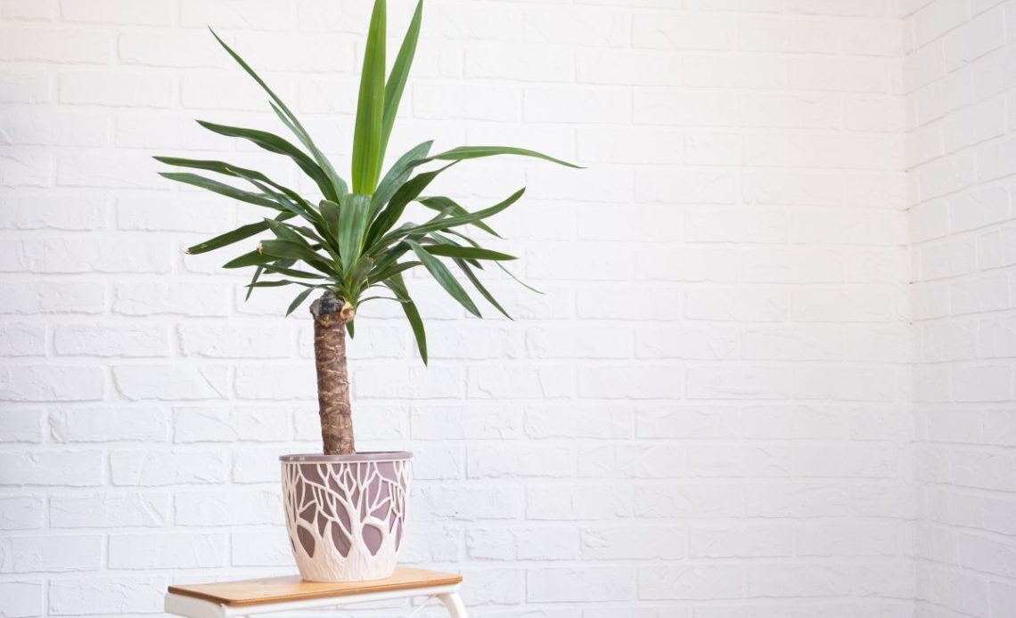 Juka domowa z miękkim pniem