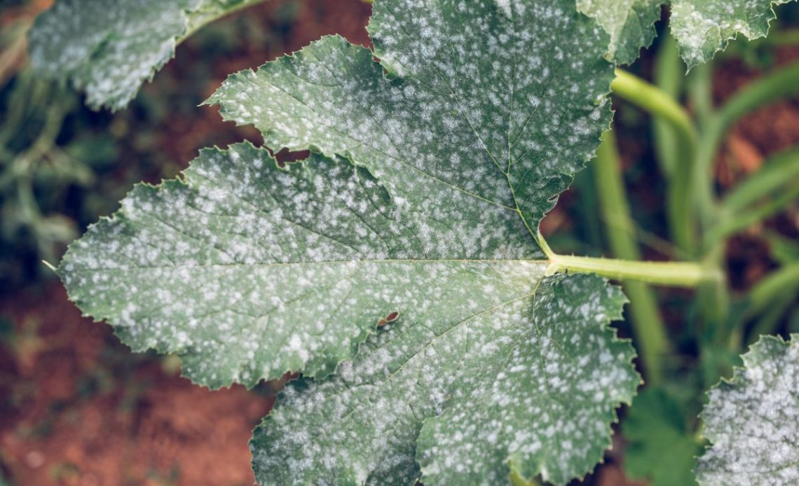 Mączniak prawdziwy i rzekomy