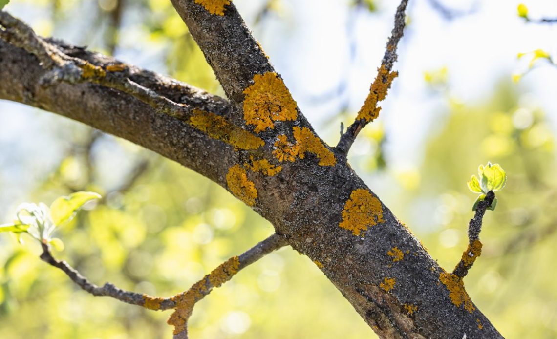 Mech i porosty na drzewach owocowych