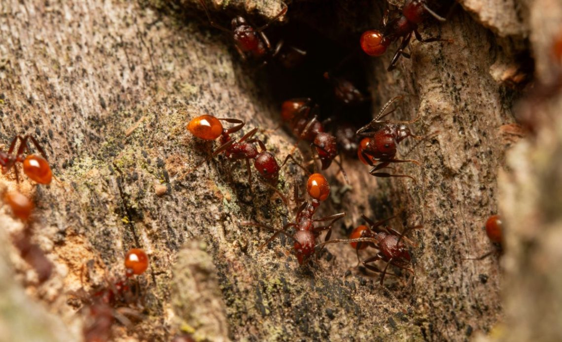 Mrówki na drzewach owocowych