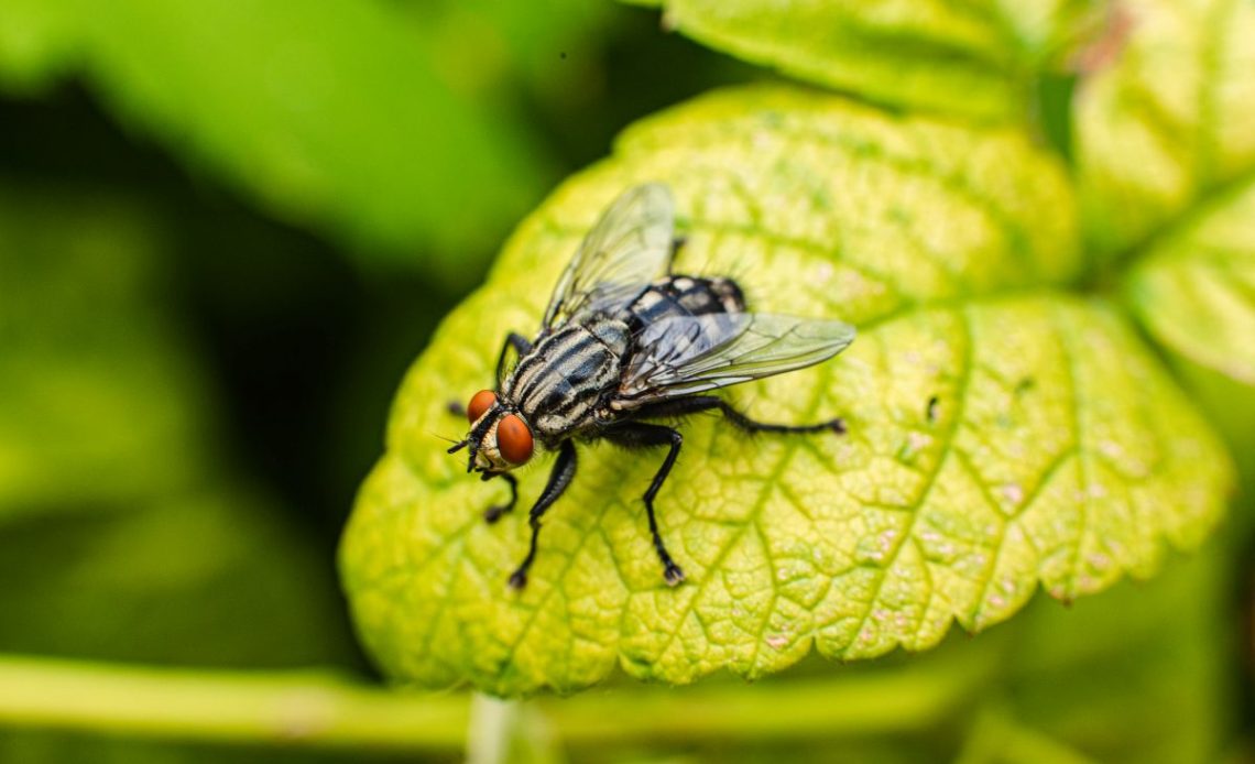 Muchy na tarasie i w ogrodzie